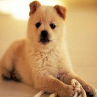 秋田狗头像搞笑