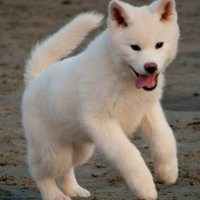 逗比秋田犬狗狗头像