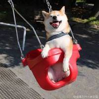 秋田犬狗头头像