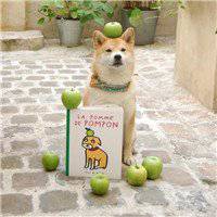 秋田犬狗头头像