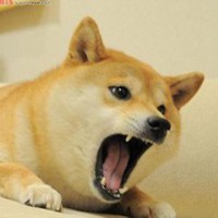 55开黑节秋田狗头像