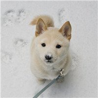 秋田狗头像搞笑