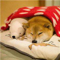 秋田狗头像高清