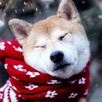 55开黑节秋田狗头像