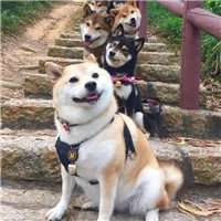 秋田犬小狗头像