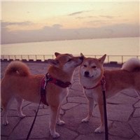 秋田犬狗头头像