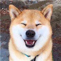 秋田狗头头像高清