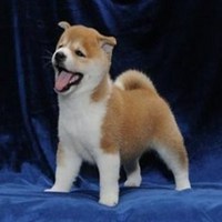 逗比秋田犬狗狗头像