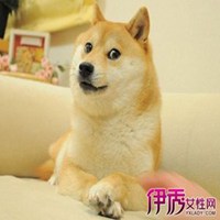 秋田狗头像高清