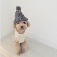 逗比呆狗狗头像秋田犬