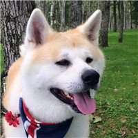 逗比秋田犬狗狗头像