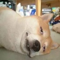 红脸蛋秋田狗头像