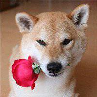 秋田狗头像搞笑