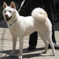 秋田犬小狗头像