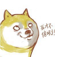 秋田狗头像高清