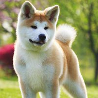 两只秋田犬头像