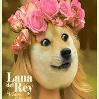 秋田狗头头像高清