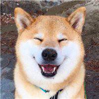 逗比呆狗狗头像秋田犬
