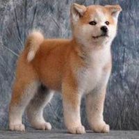 红脸蛋秋田狗头像