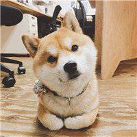 秋田狗头像高清