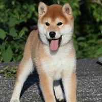 秋田犬墨镜卡通头像