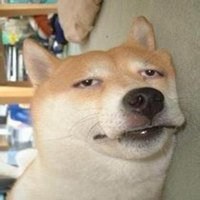 秋田狗头头像高清