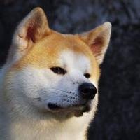 人身狗头秋田动画头像