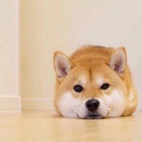 秋田狗头头像高清