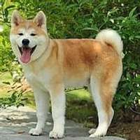 红脸蛋秋田狗头像