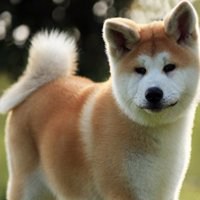 秋田狗头像高清