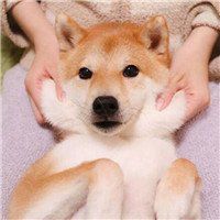 逗比呆狗狗头像秋田犬