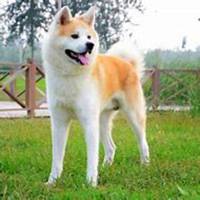 秋田狗头像高清