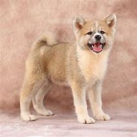 秋田狗头像搞笑