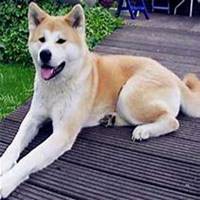 秋田狗头像高清