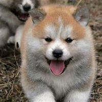 逗比秋田犬狗狗头像