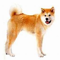 人身狗头秋田动画头像