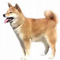 秋田犬小狗头像