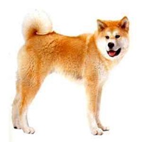 55开黑节秋田狗头像