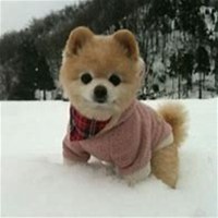 人身狗头秋田动画头像