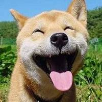 55开黑节秋田狗头像