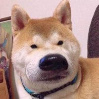 阳光可爱狗狗头像高清