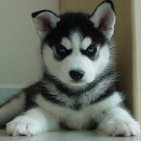 可爱狗头像情侣头像