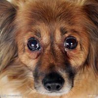 可爱狗头像一左一右