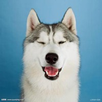 阳光可爱狗狗头像高清