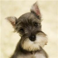 可爱狗狗头像个性签名