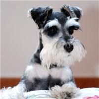 本命年可爱狗狗头像