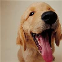 可爱狗头像高清