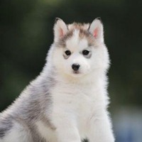 可爱狗头像高清大图