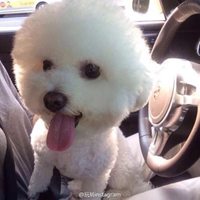 可爱狗狗头像个性签名