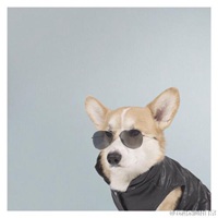 可爱狗狗头像下载